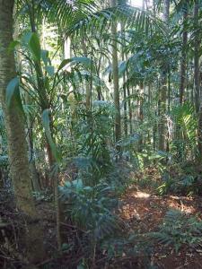 Linospadix +Calamus muellerii .jpg